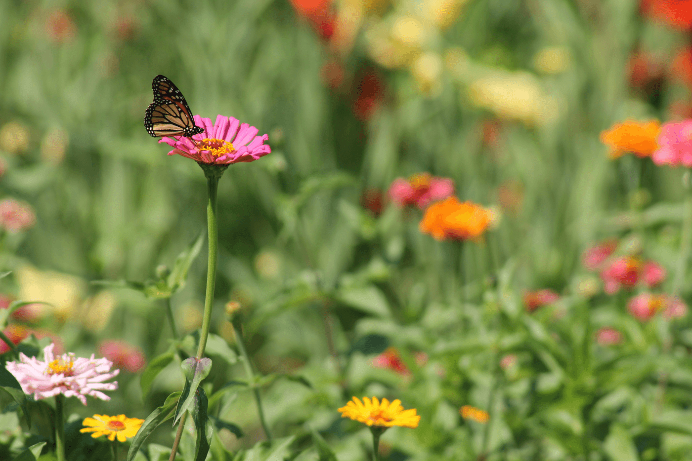 Photo of a butterfly on a pink flower.