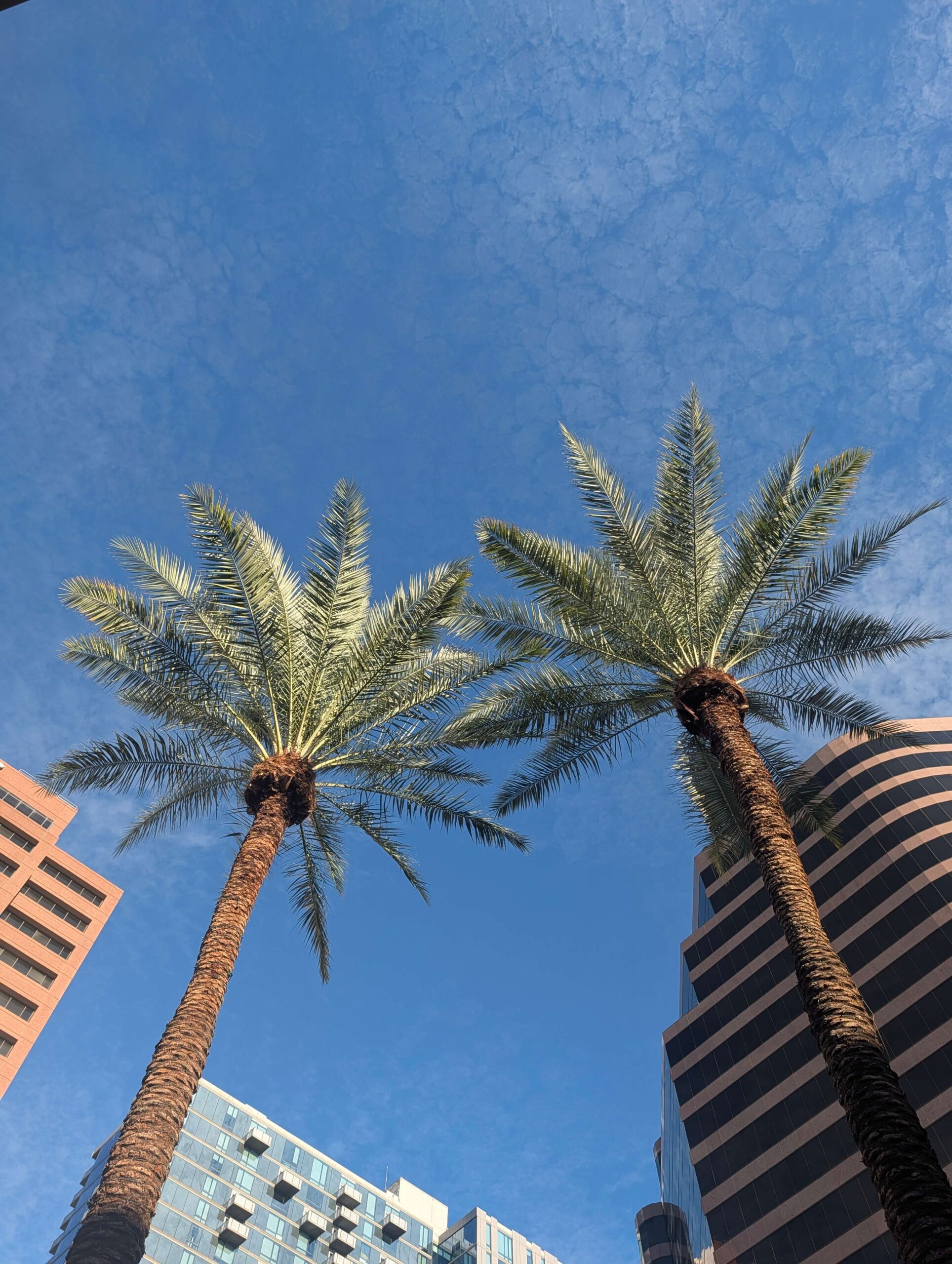 Palm trees in Phoenix, Arizona